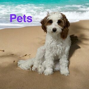 🐈 PETS WORLD 🐩